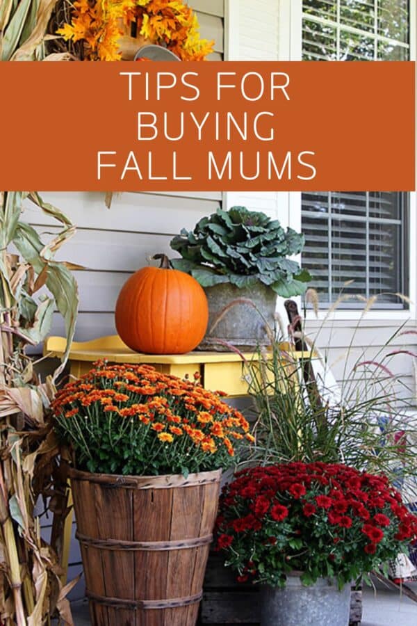 Fall Mum Care Made Easy: Buying, Growing & Care Guide