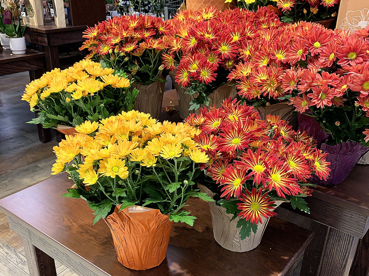 Florists mums wrapped in foil and setting on a table in the grocery stores. These are meant to be purchased as gifts and not the type of mums to be planted outside in the fall. 