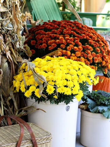 Yellow and orange mums setting on the front porch for autumn decor. Discover tips for buying, growing and caring for hardy mums.