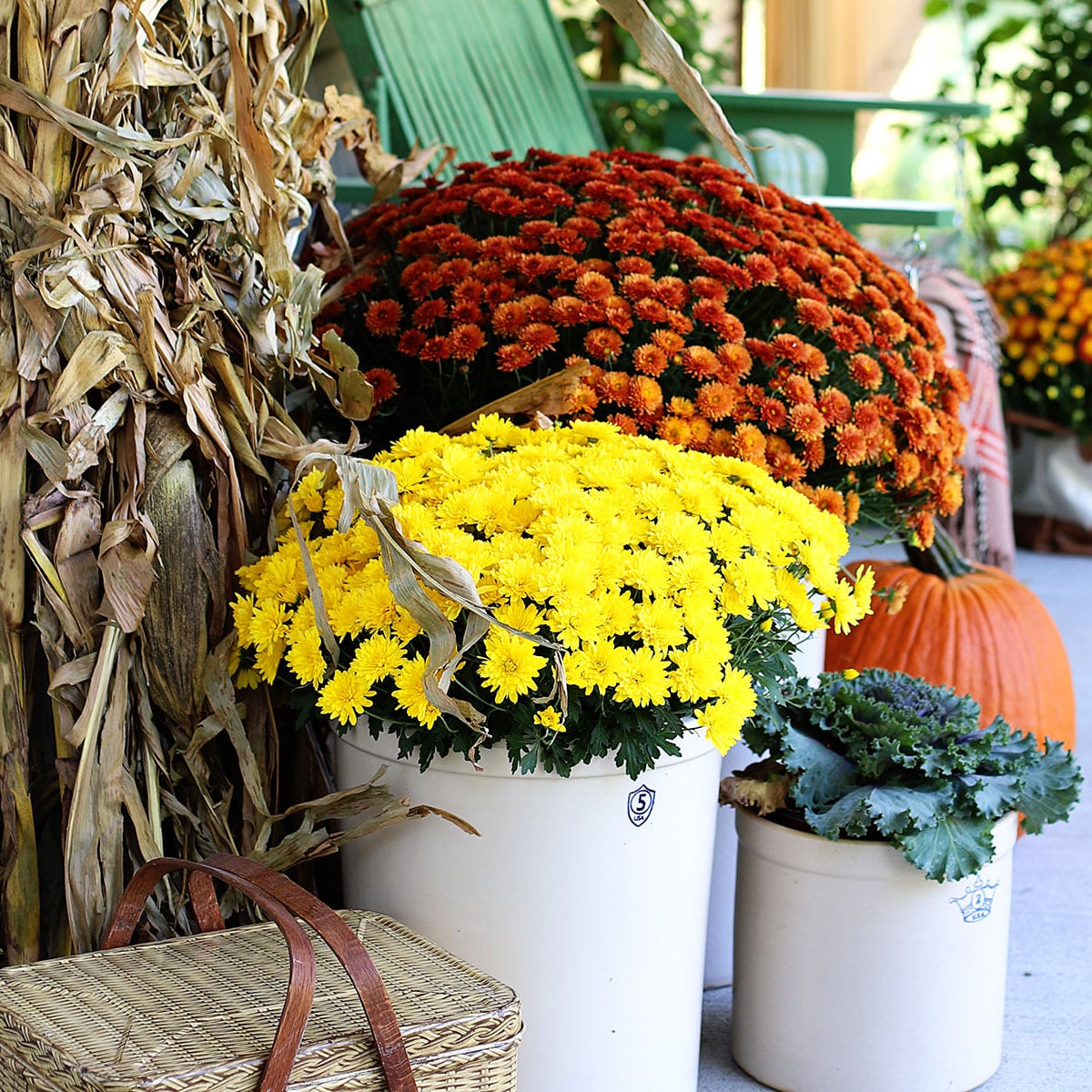 Fall Mum Care Made Easy: Buying, Growing & Care Guide