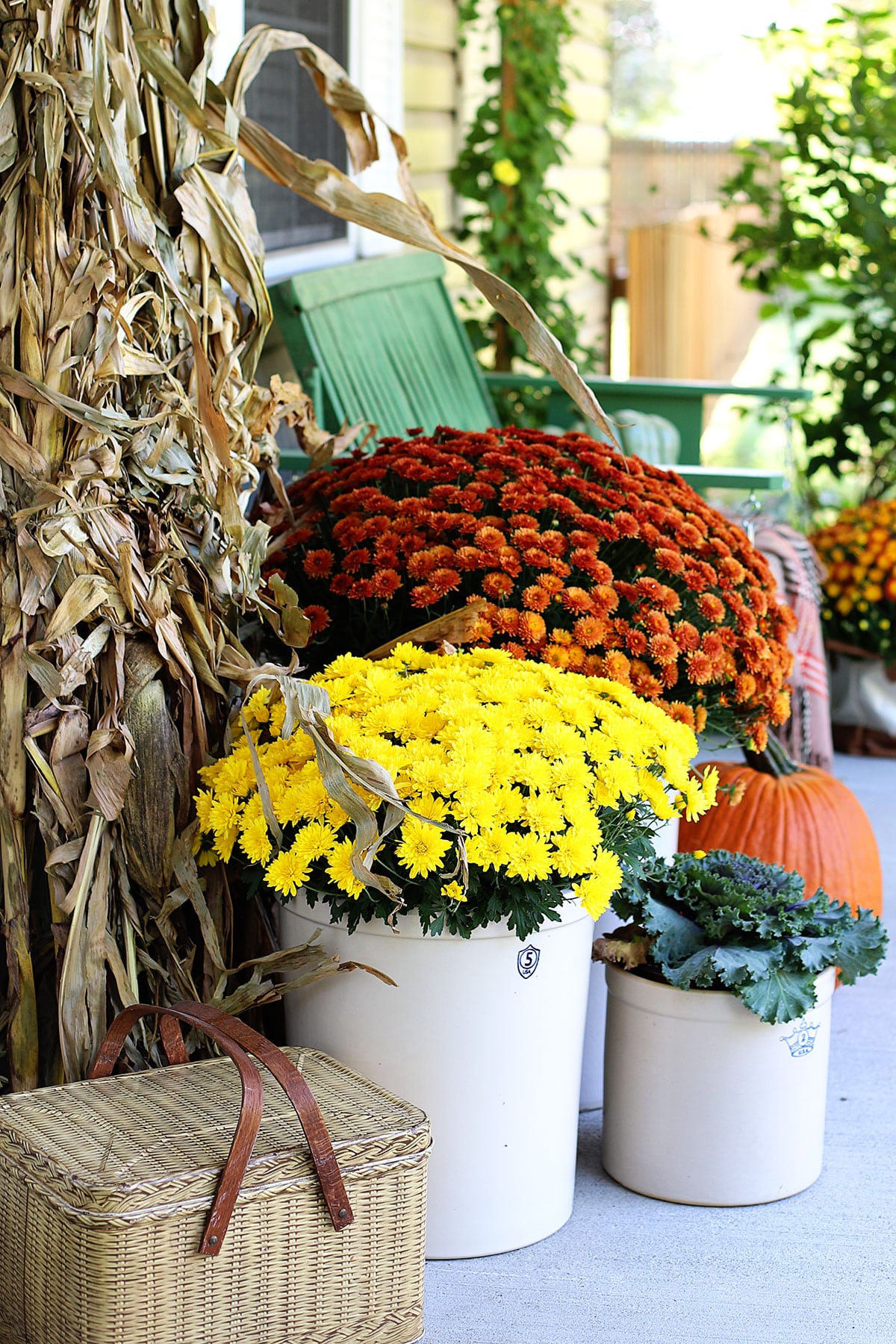 Fall mums setting on the porch as autumn decor.