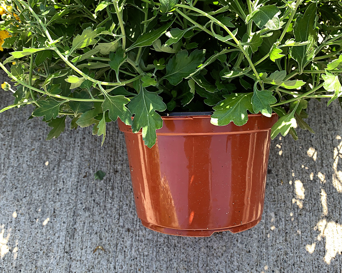 A typical brown or black nursery pot holding a chysanthemum. These plants always need to be repotted or planted in the ground.