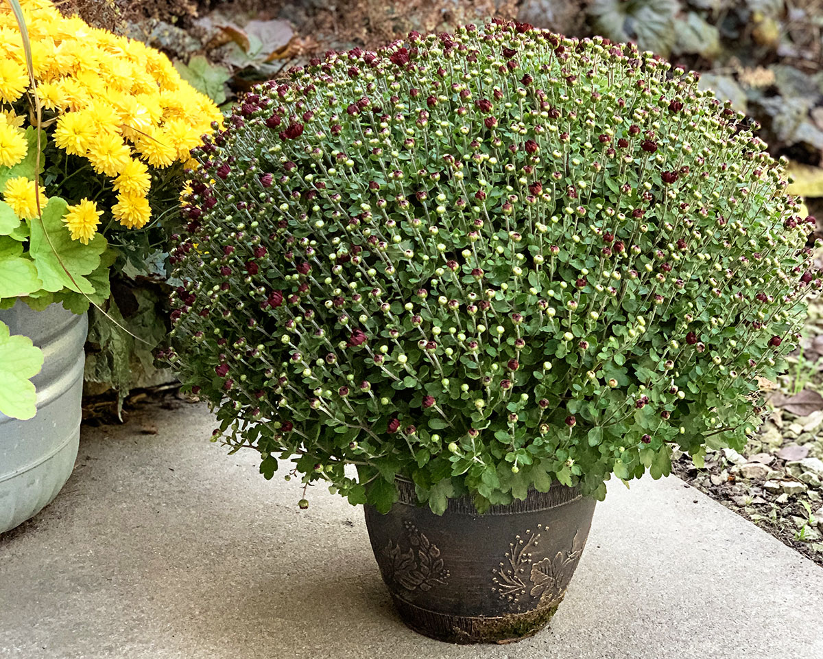A fall mum planted in a 10" nursery pot that can live in this pot if needed, but would prefer to be repotted in a larger pot or in the ground. 