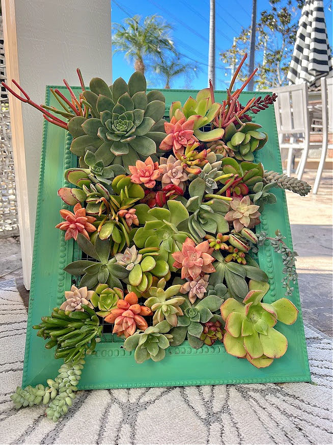 Thrift store frame painted green and used to hang succulents outside.