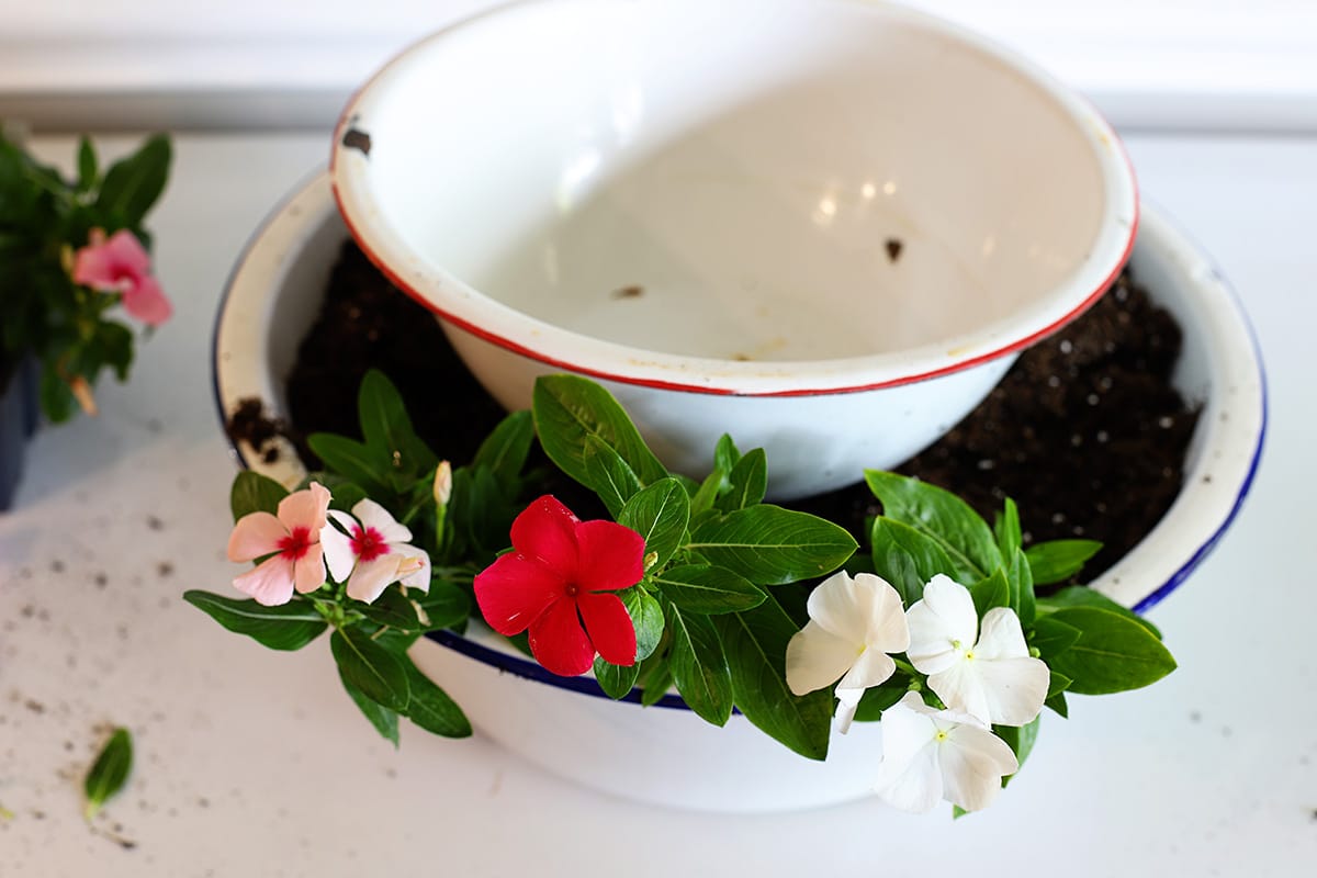 Planting vinca to the solar fountain planter.