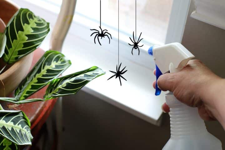 Best Homemade Natural Spider Repellent 🕷️