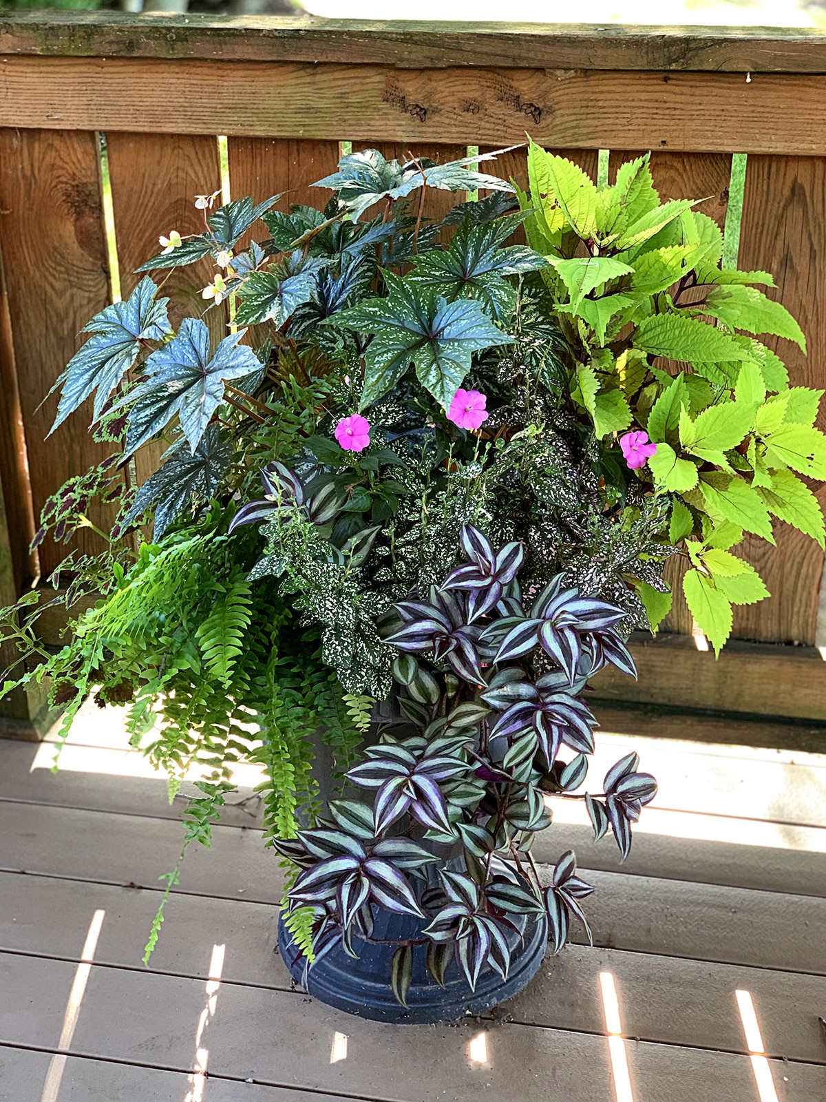 Houseplants used in an outdoor planter during the summer and tips for how to safely bring them inside for the winter.