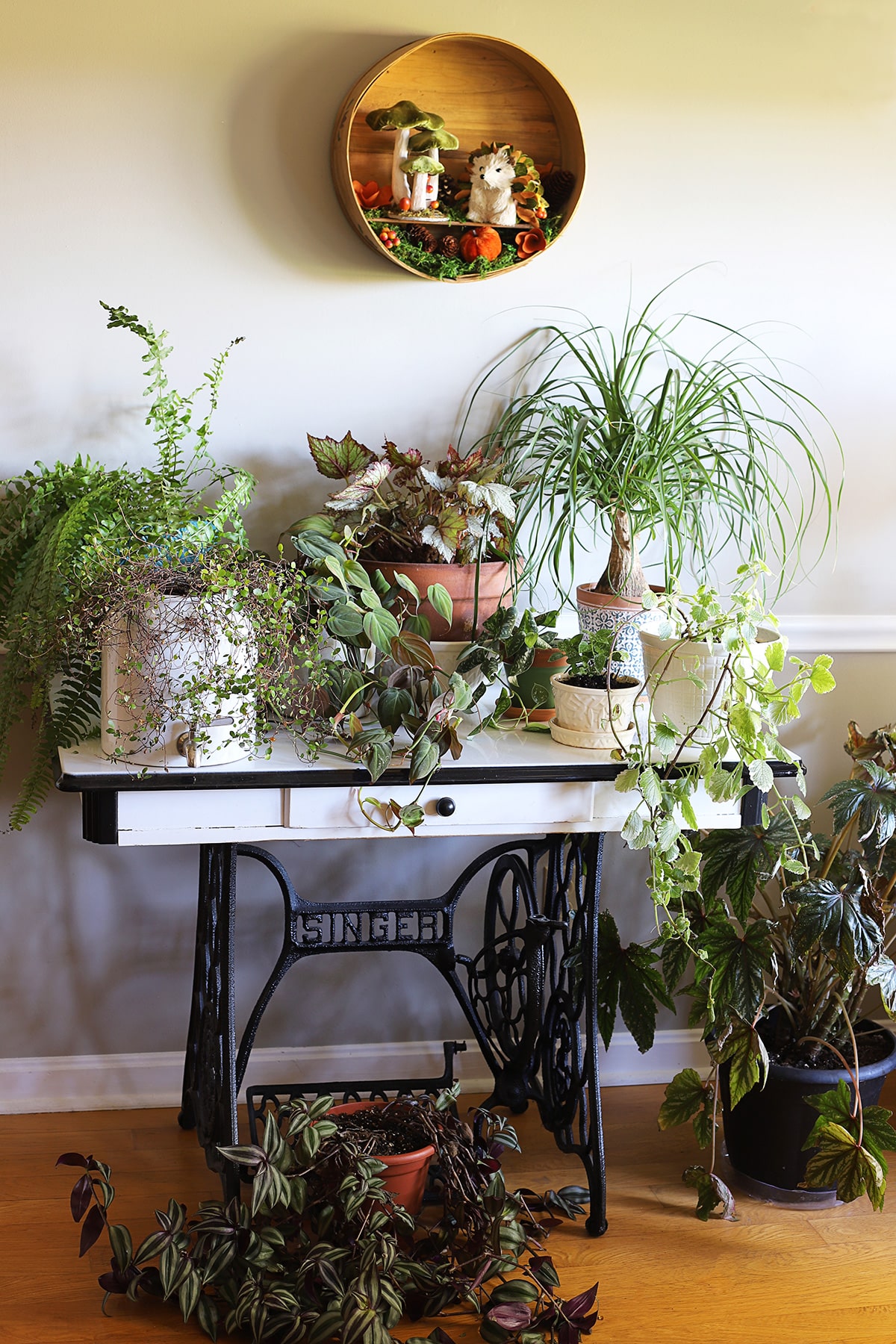Get your houseplants ready for winter! Learn the best tips for bringing plants indoors after a summer outside in planters. Say goodbye to pests, prevent shock, and keep your plants thriving all winter long.