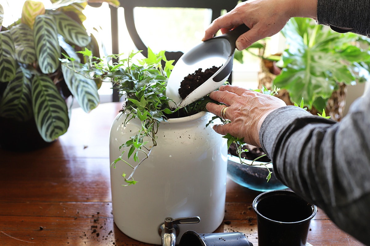 After planting the new plants, add more soil to top off the crock.
