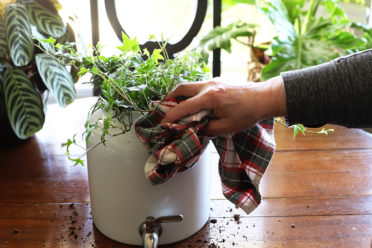 Give the new plants a little bit of water to help acclimate them to their new home and then wipd down the container to remove any stray dirt.