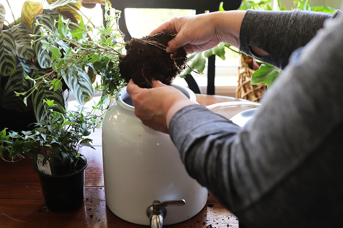If your plants are rootbound, gently pry apart the root ball. This gives your plant room to spread out in the new soil.