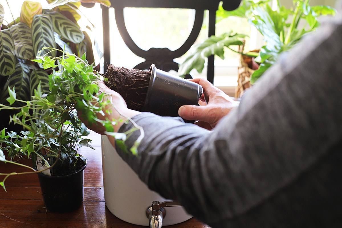Gently remove each plant from its container to prepare it for planting.