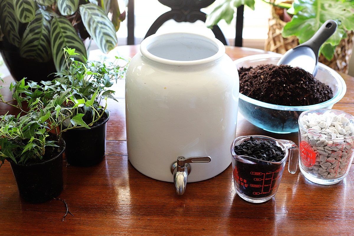Stoneware crock beverage dispenser sitting on a wooden table with two ivy plants and glass bowls of potting soil, horticulteral charcoal and white pebbles.