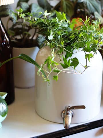 Repurposed water crock transformed into a planter sitting on a table surrounded by other plants and planters.